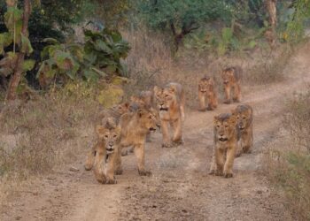 पीएम मोदी ने विश्व शेर दिवस के अवसर पर शेरों के प्राकृतिक वास को संरक्षित करने की दिशा में कार्य कर रहे लोगों की सराहना की