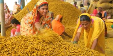 भारत सरकार ने राष्ट्रीय हल्दी बोर्ड के गठन को अधिसूचित किया