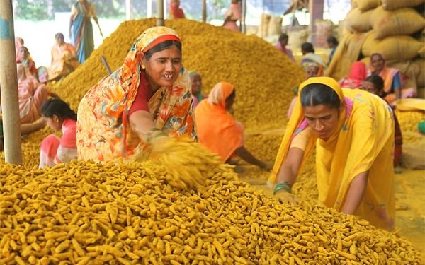 भारत सरकार ने राष्ट्रीय हल्दी बोर्ड के गठन को अधिसूचित किया