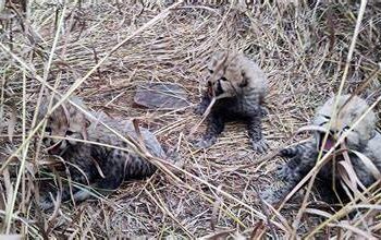 नामीबियाई चीता ज्वाला ने तीन शावकों को जन्म दिया : मंत्री भूपेंद्र यादव