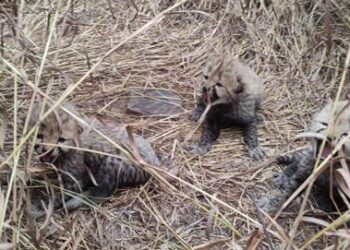 भूपेंद्र यादव ने नामीबियाई चीता आशा से जन्मे तीन शावकों की खबर की साझा