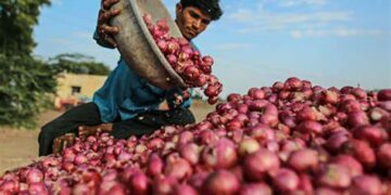 एनसीसीएफ और एनएएफईडी किसानों से अतिरिक्त आवश्यकता के लिए 5 लाख टन प्याज की सीधी खरीद की प्रक्रिया करें शुरू :   सरकार