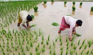 केंद्रीय मंत्रिमंडल ने खरीफ फसलों के लिए MSP को दी मंजूरी