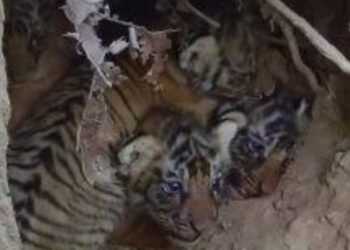 RAJAJI PARK में एक और बाघिन ने दिया शावक को जन्म