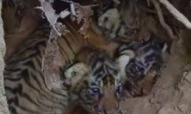 RAJAJI PARK में एक और बाघिन ने दिया शावक को जन्म