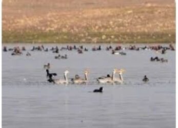 विश्व पर्यावरण दिवस पर नागी और नकटी पक्षी अभयारण्य रामसर स्थलों की सूची में शामिल