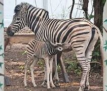 इंदौर के चिड़ियाघर में अफ्रीकन जेब्रा का हुआ जन्म