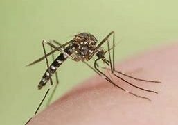 जीका वायरस : स्वास्थ्य मंत्रालय ने सभी राज्यों के लिए जारी की एडवाइजरी