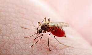 पश्चिम बंगाल में 24 से 31 जुलाई के बीच 500 डेंगू के मामले आए सामने