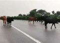 अब आवारा पशुओं को भी म‍िलेगा घर, NHAI आवारा पशुओं के लिए बनाएगी आश्रय स्‍थल