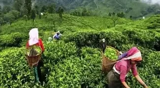 भारत के चाय उद्योग अमेरिकी टैर‍िफ से चिंतित कहा- पेय पदार्थ के निर्यात पर असर पड़ने की आशंका